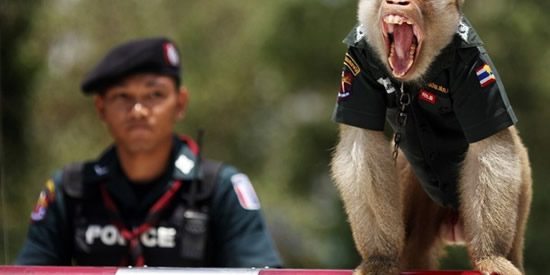 O macaco policia