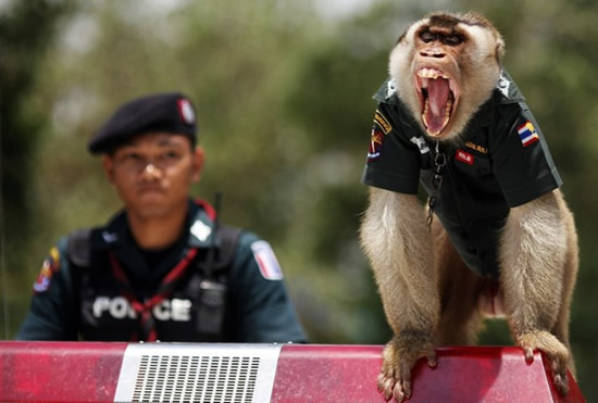 O macaco policia 1
