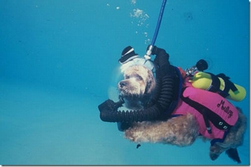 Animais mergulhadores 5