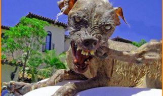 Campeonato do cão mais feio do mundo 17