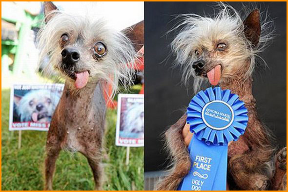 Campeonato do cão mais feio do mundo 14