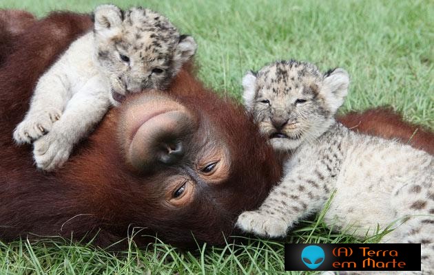 Orangotango adopta dois leões 2