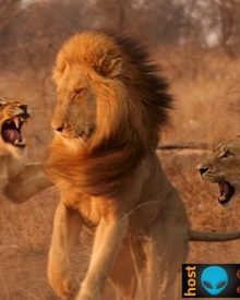Leoas enfurecidas atacam leão
