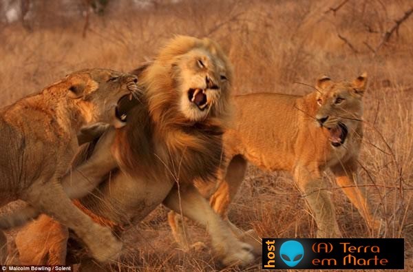 Leoas enfurecidas atacam leão 2