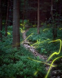 As luzes de um bosque mágico