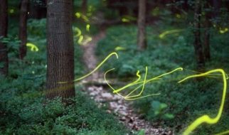 As luzes de um bosque mágico 3