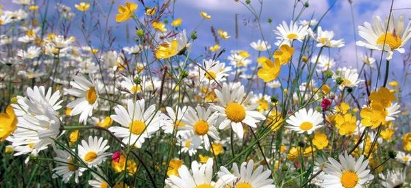 Sabia que as flores cada vez cheiram menos?