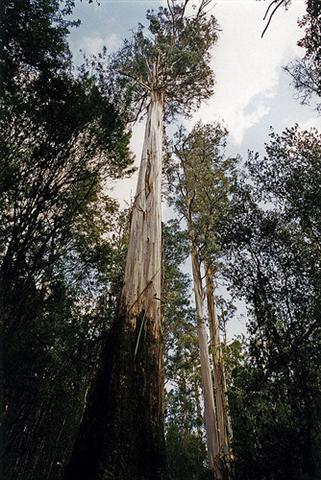 As lendárias árvores gigantes do nosso planeta 4
