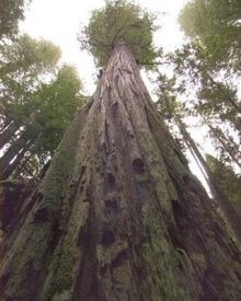 As lendárias árvores gigantes do nosso planeta