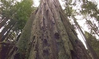 As lendárias árvores gigantes do nosso planeta 12