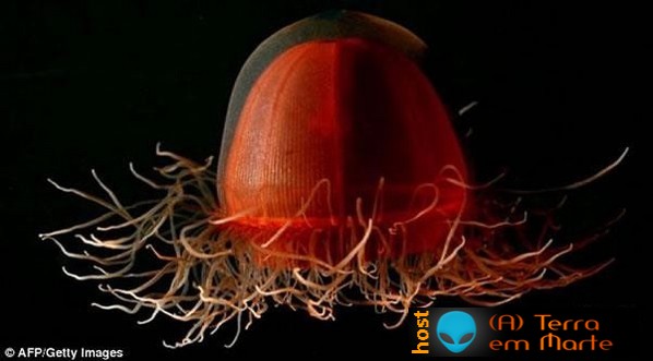 O primeiro censo da vida marinha revela novas e raras espécies 4