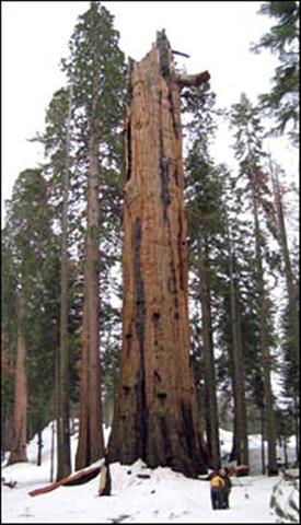 As lendárias árvores gigantes do nosso planeta 2
