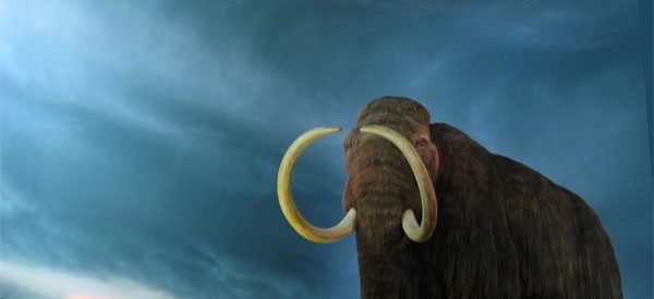 Em 5 anos será possível haver novamente mamutes na Terra
