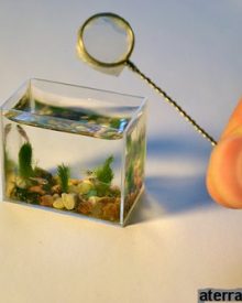 O aquário mais pequeno do mundo