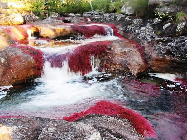 Caño Cristales: O rio mais colorido do mundo 1