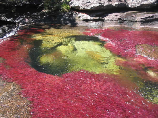 Caño Cristales: O rio mais colorido do mundo 5