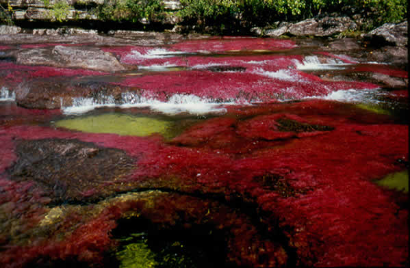 Caño Cristales: O rio mais colorido do mundo 6