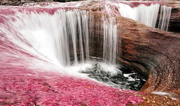 Caño Cristales: O rio mais colorido do mundo 7