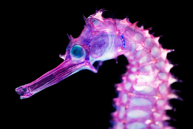 Iori Tomita: Animais marinhos de alma néon 3