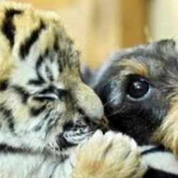 Animais: amizade entre espécies 3