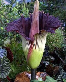 maior flor do mundo