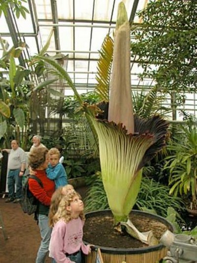 A maior flor do mundo 1