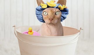 banho ao gato