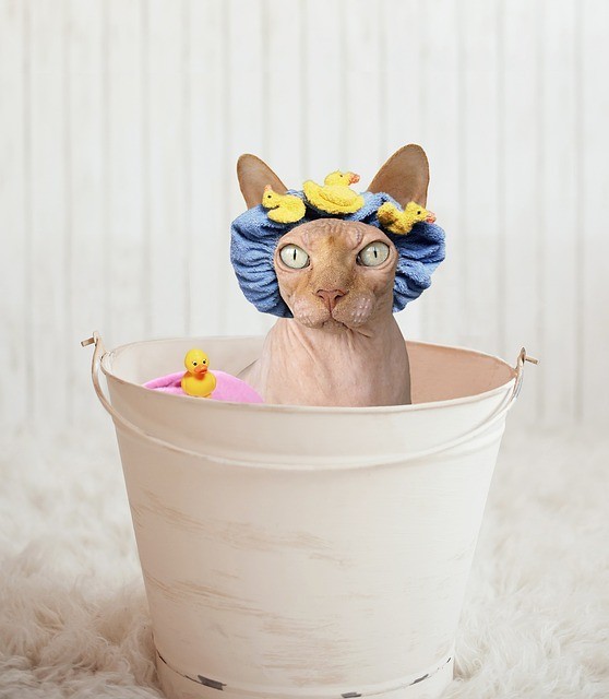 banho ao gato