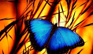 borboleta azul