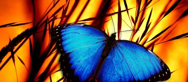 borboleta azul