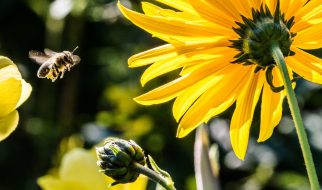 significado espiritual das abelhas